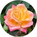 A Rodriguez profile picture